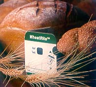 wheatride.jpg (21075 octets)